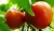 Tomatoes Goldmar F1