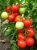 Tomatoes Eugene