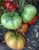 Tomatoes Shuntuksky giant