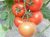 Tomatoes Shustrik F1