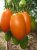 Tomatoes Chuhloma