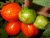 Tomatoes Forshmak