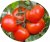 Tomatoes Fortune F1