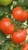 Tomatoes Torzhok F1