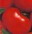 Tomatoes Master Garden F1