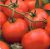 Tomatoes Present F1