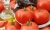 Tomatoes Talalikhin