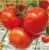 Tomatoes Gondola F1