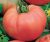 Tomatoes Amateur Pink