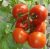 Tomatoes Red Chief