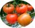 Tomatoes Chirchik F1