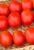 Tomatoes Gvadelette 312 F1