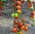 Tomatoes Plateks F1