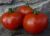 Tomatoes Zaryana F1