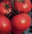 Tomatoes Marisha