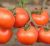 Tomatoes Kronos F1
