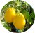 Tomatoes Chilean lemon
