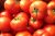 Tomatoes Bostina F1