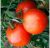 Tomatoes HS 12 F1