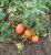 Tomatoes Namibia F1