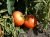Tomatoes Tsarina F1
