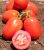 Tomatoes Silva F1