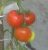 Tomatoes Hybrid number 35