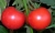 Tomatoes Aphrodite F1