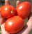 Tomatoes Aggressor F1