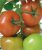 Tomatoes Azarro F1