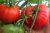 Tomatoes Altai red