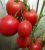 Tomatoes Scarlet frigate F1