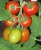 Tomatoes Amur cliff