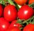 Tomatoes Balaton