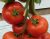Tomatoes Gloss F1