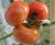 Tomatoes Bomaks F1