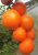 Tomatoes Beaufort F1