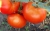 Tomatoes Vasya cornflower