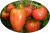 Tomatoes Dignitary
