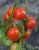 Tomatoes Grape