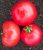 Tomatoes Ace-55