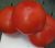 Tomatoes Akela F1