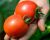 Tomatoes Semarol