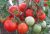 Tomatoes Ephemere