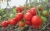 Tomatoes Jubilee Tarasenko