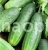 Cucumber Abundant