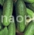 Cucumber SADC F1