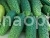 Cucumber Malyshok-krepishok