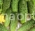 Cucumber Apogee