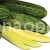 Cucumber Leonti borage